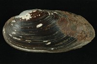 藏品(石蚌)的圖片